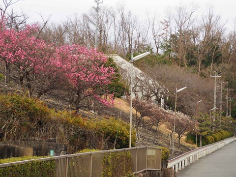 20220320北清水小梅 (2)
