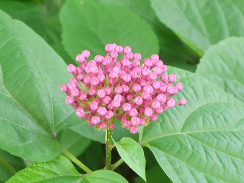 20240727ボタンクサギ (4)a