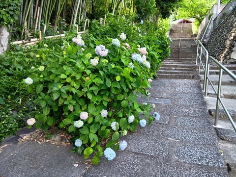 20250530安岡寺あじさい (4)