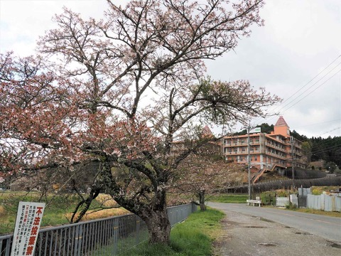 20230408樫田方面桜 (12)