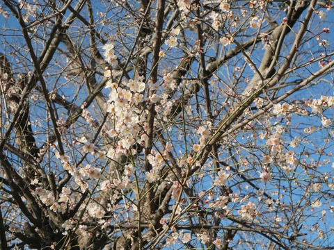 20260217アジャリの森 (7)