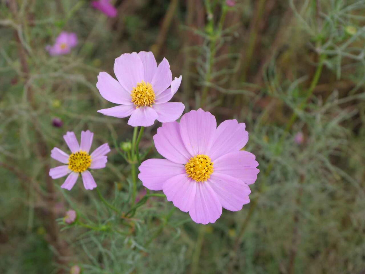 三島江 コスモスが満開！！ 2024年10月26日 : 高槻Network新聞