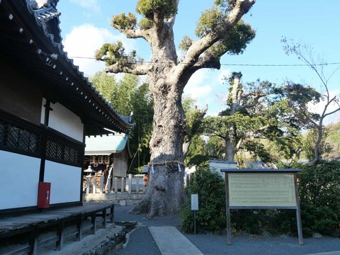 20250101畑山神社 (9)