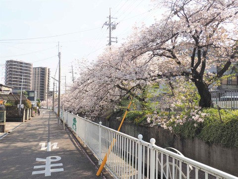 20230401桜 (11)