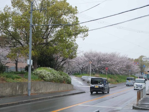 20260401玉川桜 (29)