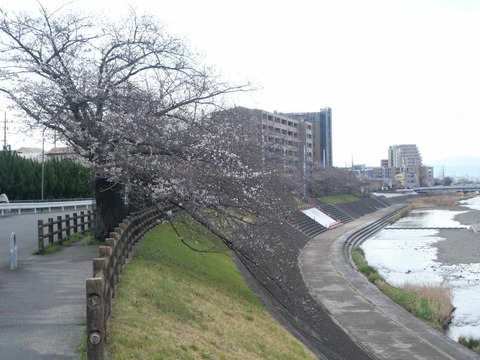 20250331桜 (2)