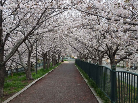 20230325唐崎西桜 (11)