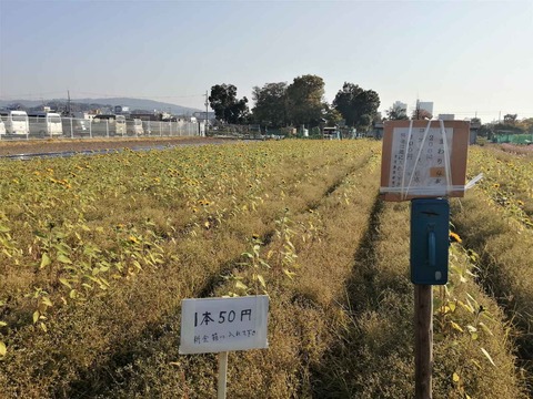 20211120郡家ヒマワリ (1)