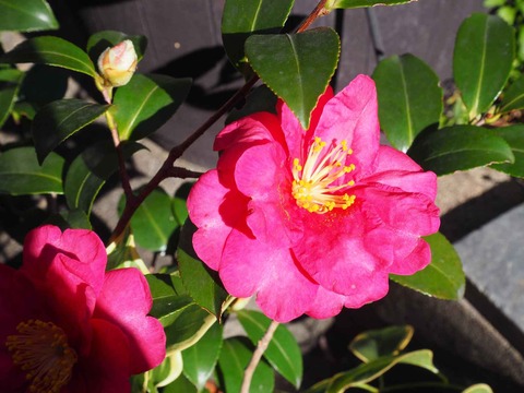 20231223サザンカ (3)