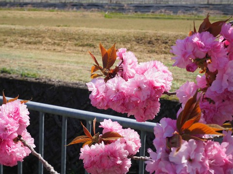 20230422樫田桜 (8)
