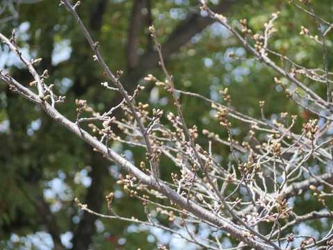 20260324桜 (14)