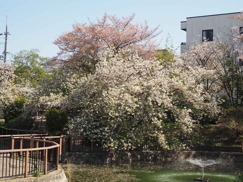 20240414桜 (21)