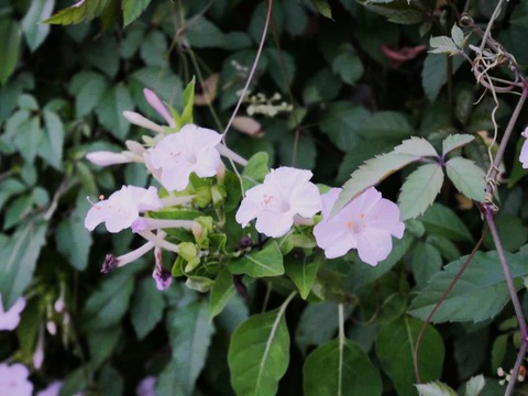 20250906オシロイバナ (1)