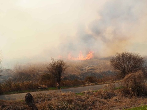 20230312ヨシ焼き (46)