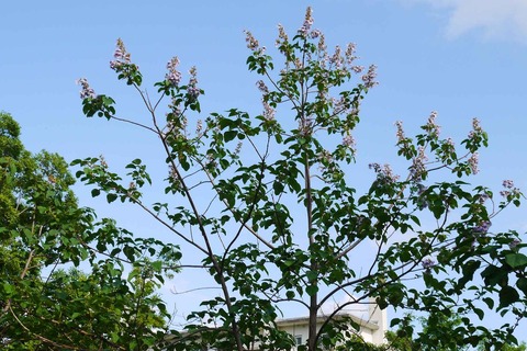 20200504tamagawa2_9