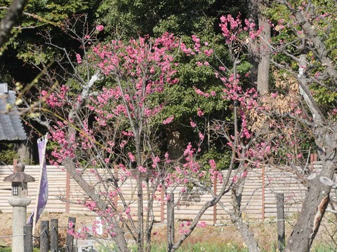 20260204上宮天満宮 (18)