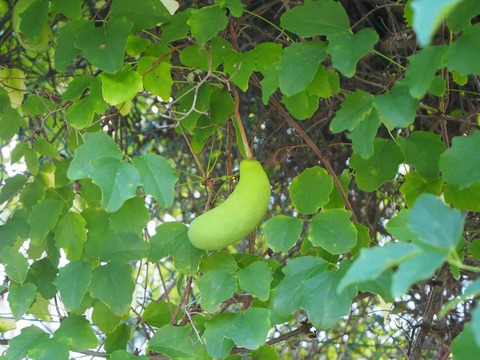 20250715あけび (3)