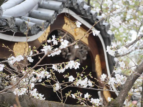 20260329永井神社桜 (2)