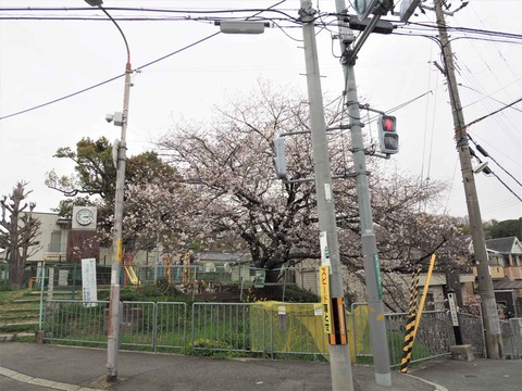 20230325真上町桜 (1)