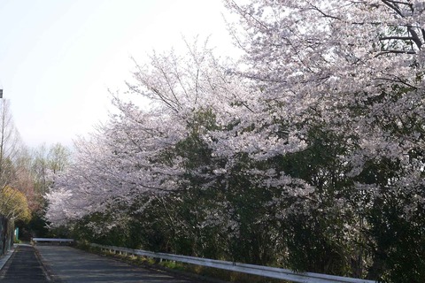 20200404sakura12