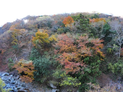 20241207府道6号紅葉 (21)