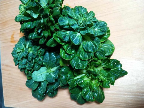 20260220タアサイ (3)