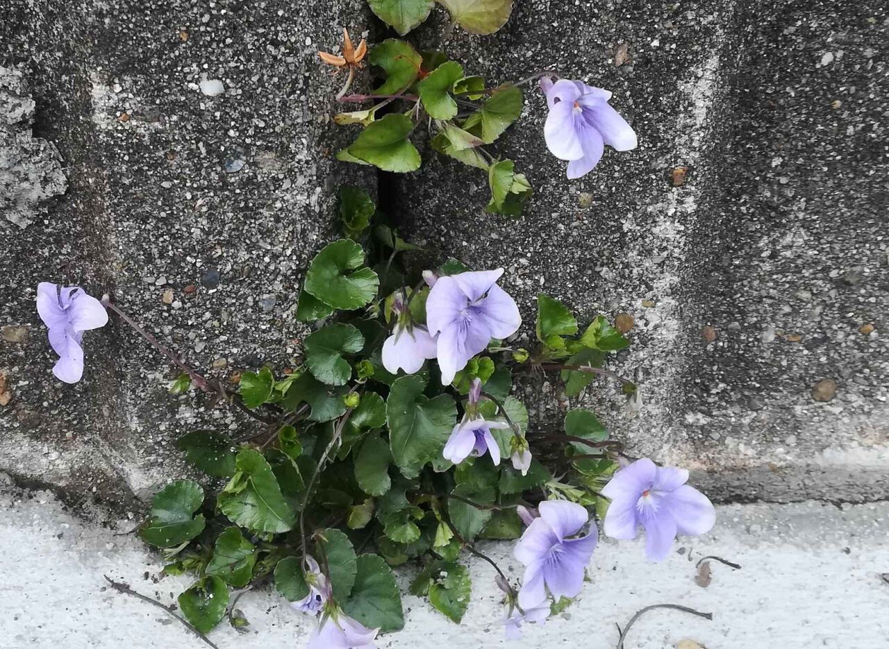 高槻の街かどでスミレの花も咲いてきた じわじわと春が近づいているかんじ 年3月11日 高槻network新聞