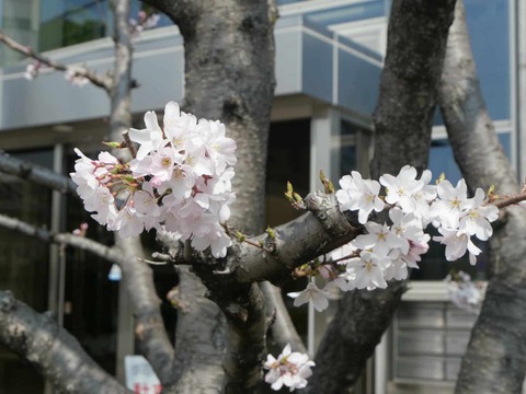 20250327桜 (13)