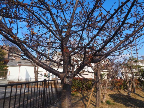 20220227筒井池 (4)