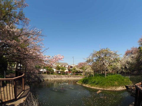 20240414桜 (25)