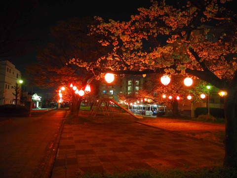 20230327柱本新町桜 (4)