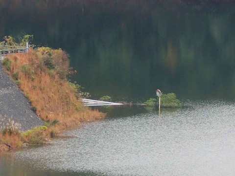 20221123安威川ダム (32)