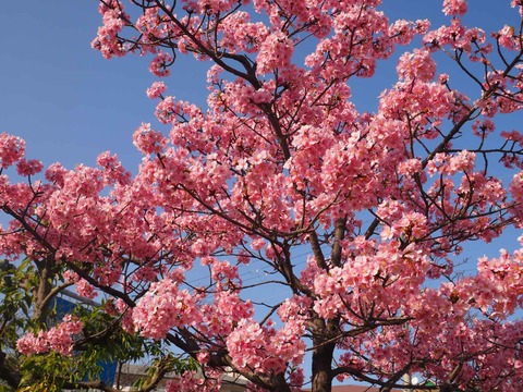 20230311河津桜 (13)