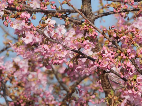 20260301河津桜今城 (12)