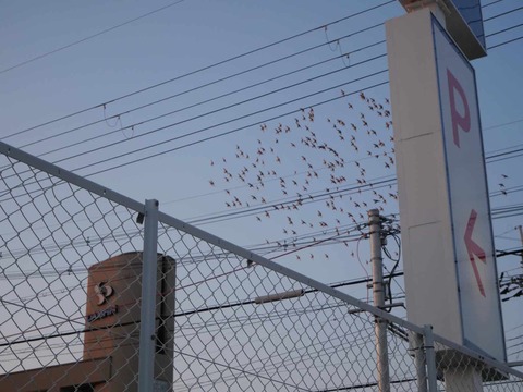 20260124ムクドリ (1)