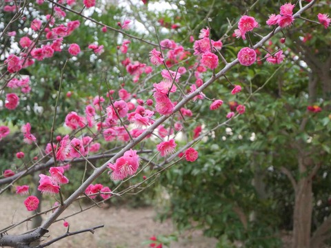 20260216高槻城公園南地区 (93)