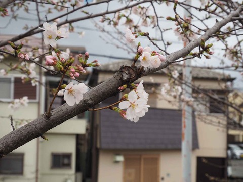 20230324唐崎西桜 (2)