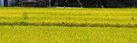 20230902樫田稲刈り (5)