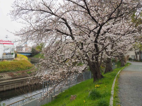 20230325玉川沿い桜 (34)