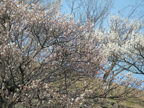 20250323北清水小学校梅 (8)
