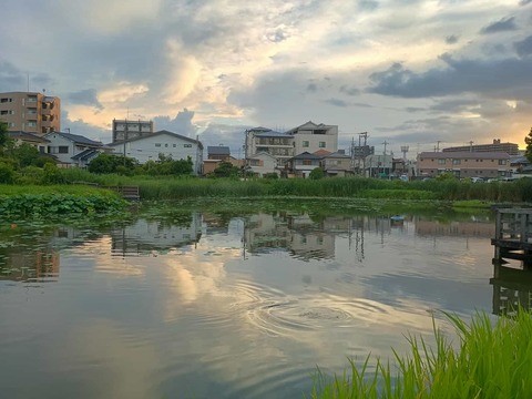 20250710小寺池 (3)