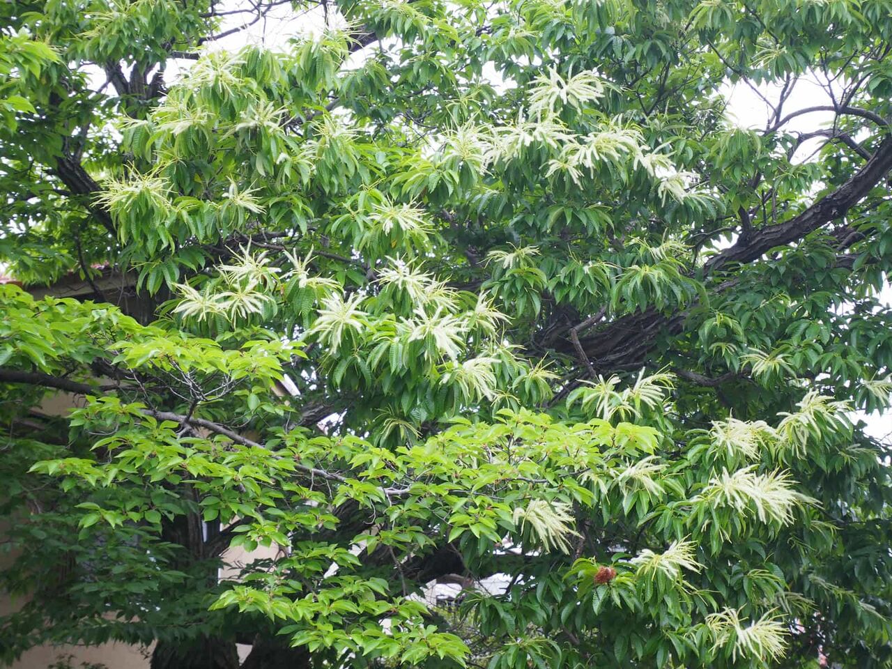 高槻の街かど 今年も栗の花を見かけた 2025年5月 : 高槻Network新聞