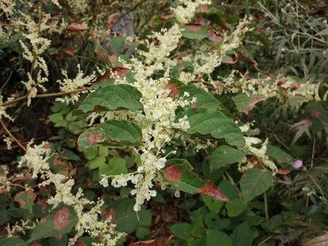 20201002hagitani7