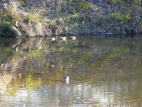 20251213芥川カモ (13)