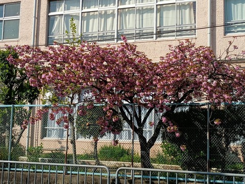 20250416津之江八重桜 (3)