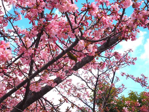 20240302筒井池公園 (6)