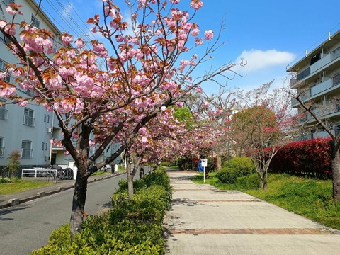 20250416玉川橋団地八重 (9)