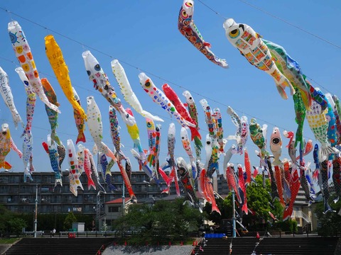 20250426こいのぼり (14)