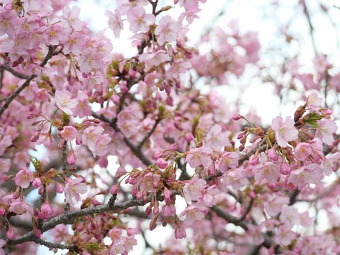 20250317河津桜 (17)