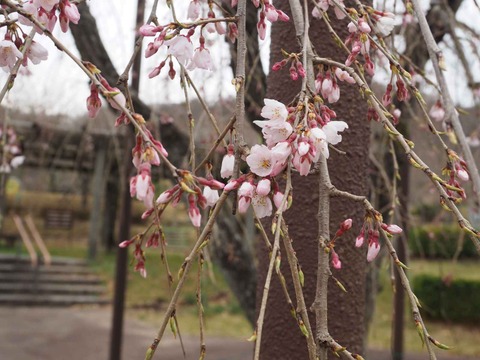 20220323桜公園 (3)